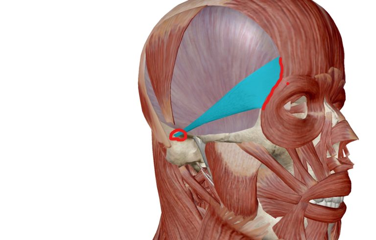 表情筋シリーズ(前耳介筋) 小顔矯正を東京・大阪でするなら「小顔製作所」にお任せ！