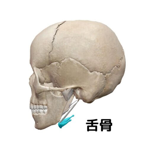 舌の骨?舌骨とは | 小顔矯正を大阪でするなら「小顔製作所」にお任せ!
